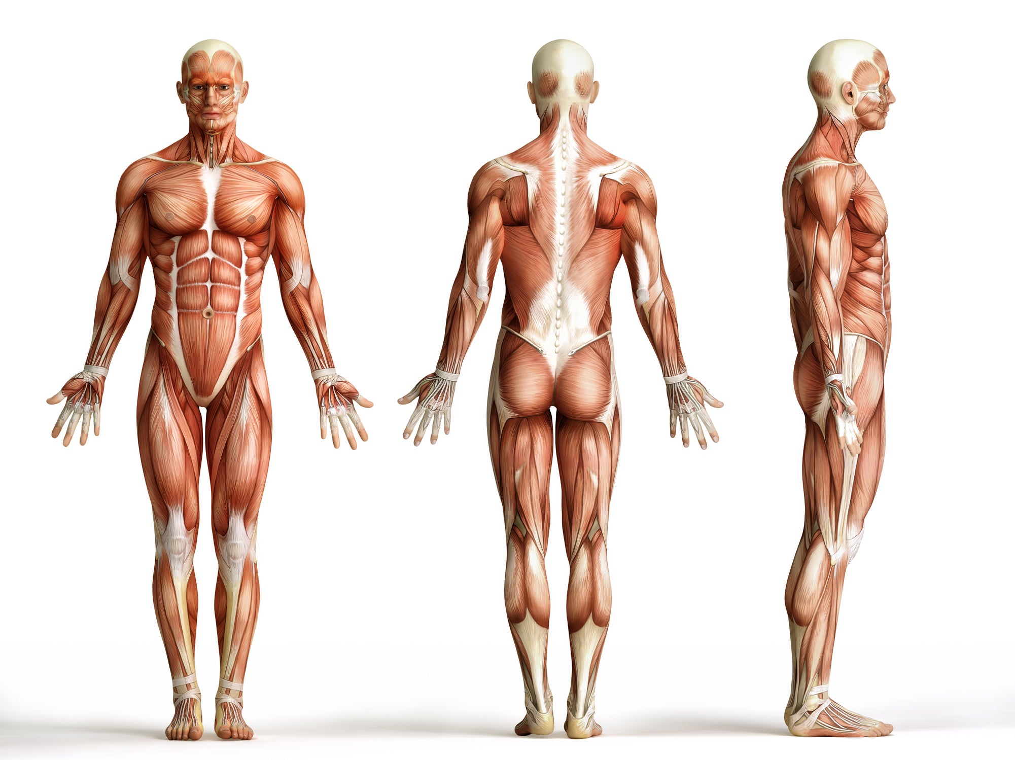 Anatomy of the Body