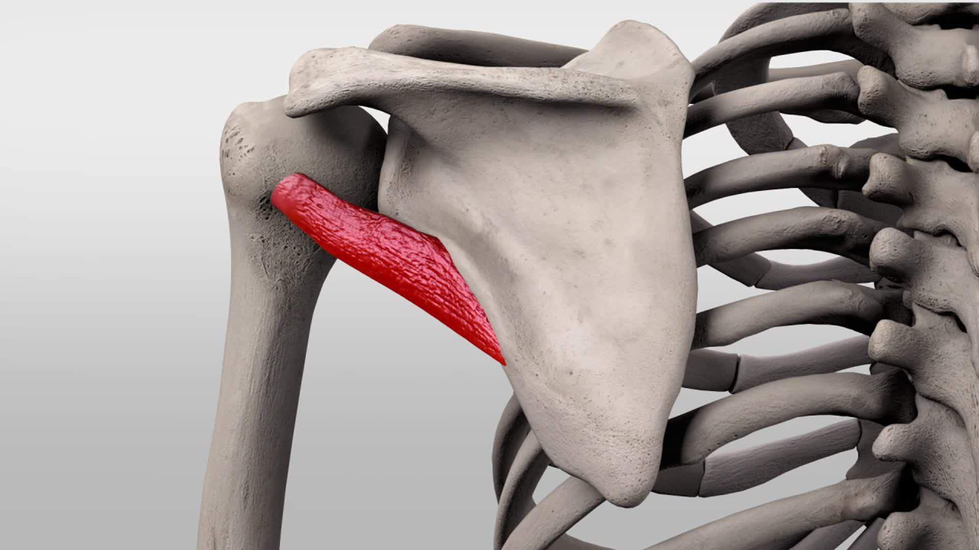 Teres Minor - Muscle Overview