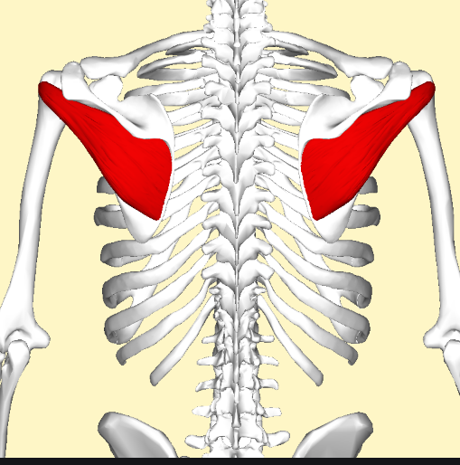 Taping Trigger Points - Infraspinatus