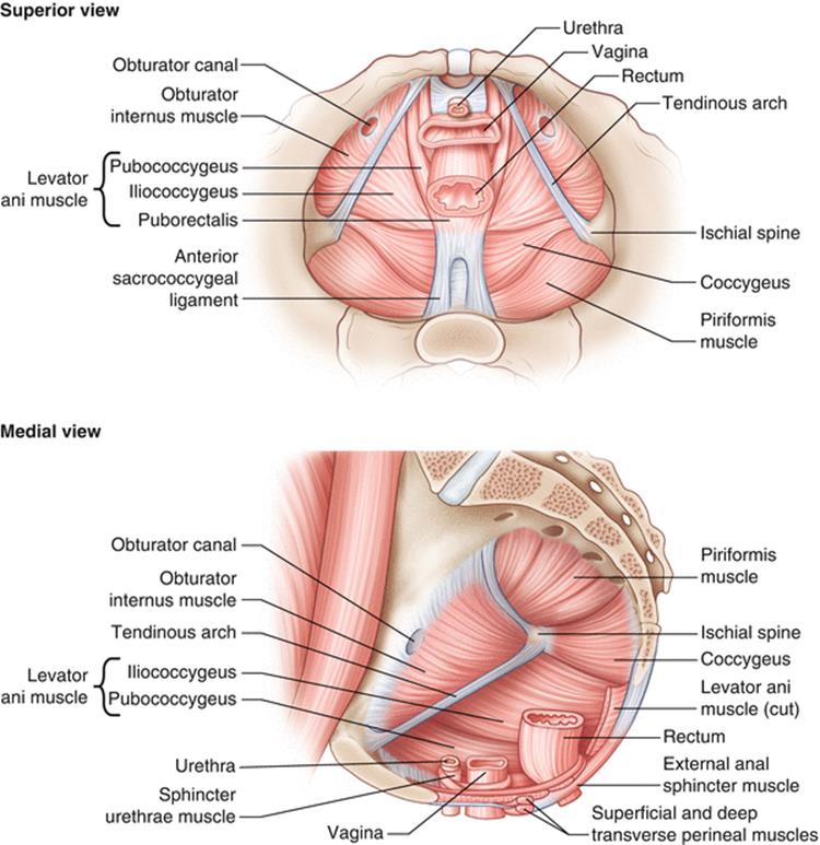 Levator Ani Syndrome - Trigger Point Therapy Overview