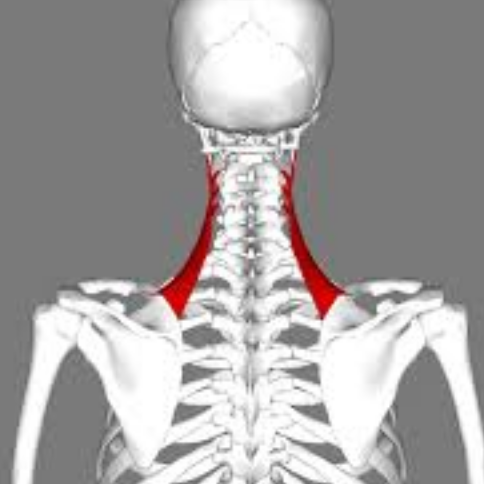 Taping for Trigger Points - Levator Scapulae