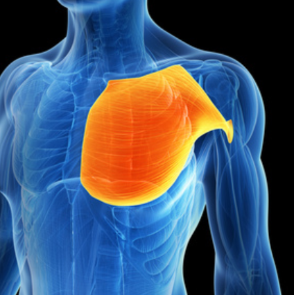Treating Trigger Points - Pectoralis Major