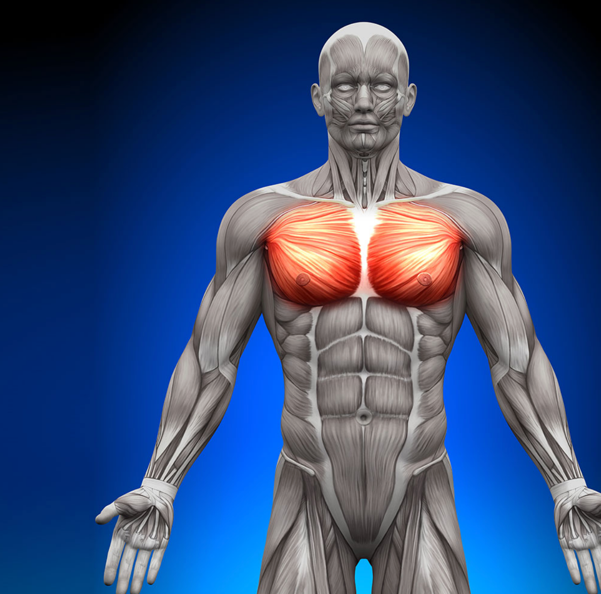 Pectoralis major muscle png images