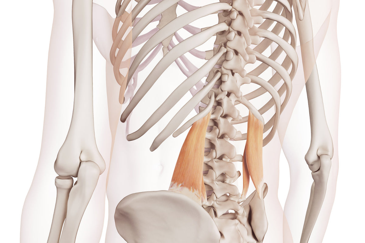 Trigger Point Therapy Treating Quadratus Lumborum Back, Dry
