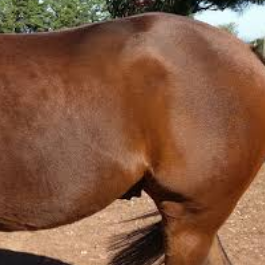 Trigger Points for Horses - Sacroiliac Pain