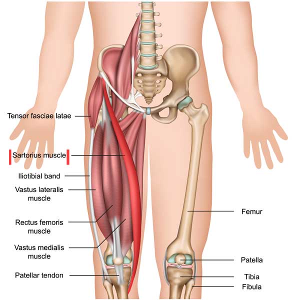 Trigger Point Therapy | Sartorius Muscle | Hip Pain | Knee Pain