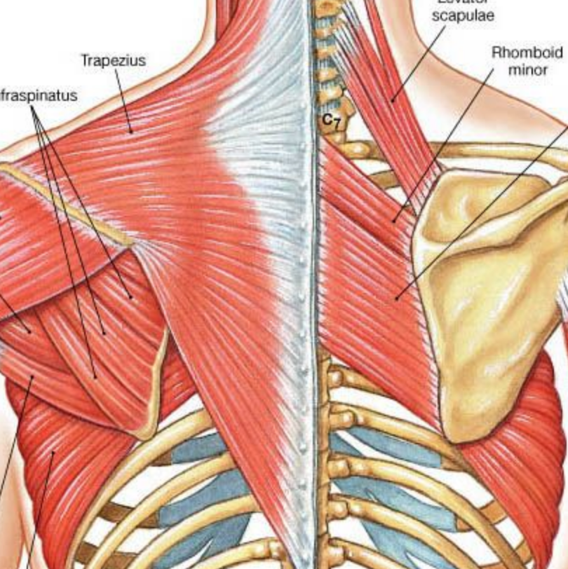 Winged Scapula | Serratus Anterior | Trigger Point Therapy
