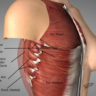 Trigger Point Anatomy - Serratus Anterior