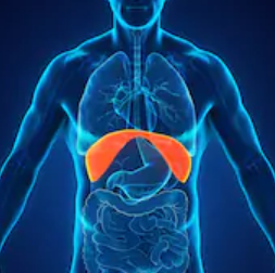 Trigger Point Therapy - Sternalis