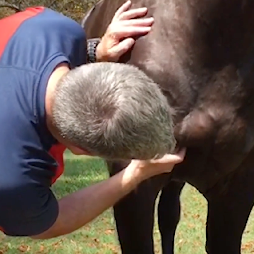 Trigger Point Therapy for Horses - NAT Certification Course (4 hrs)