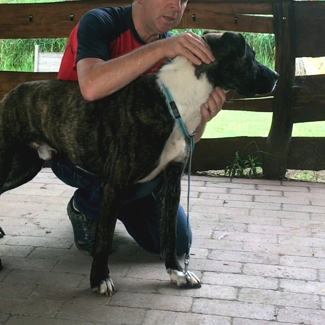 Trigger Point Therapy for Dogs (2.5 hrs)