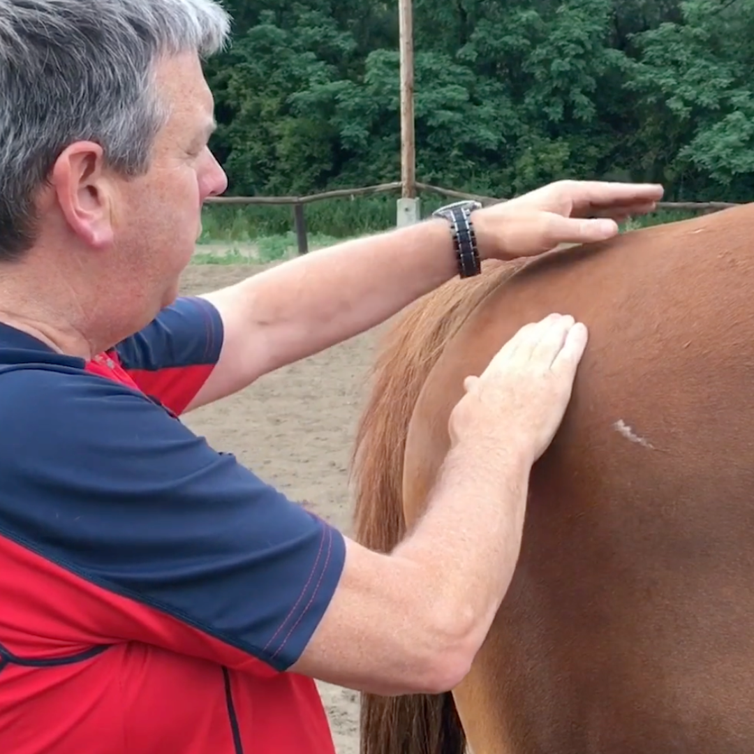 Trigger Point Therapy for Horses - NAT Certification Course (4 hrs)