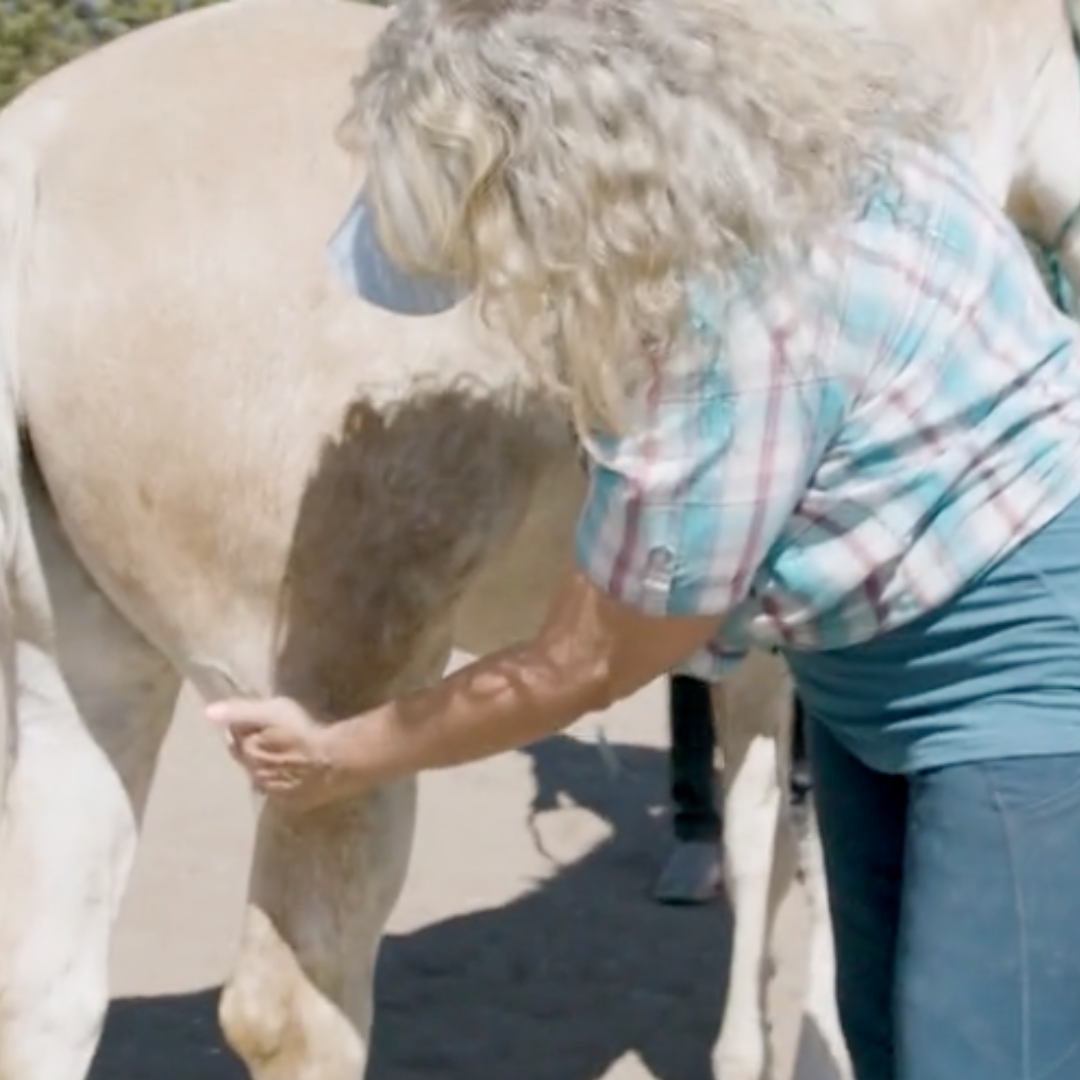Fundamentals of Equine Acupressure - Level 1