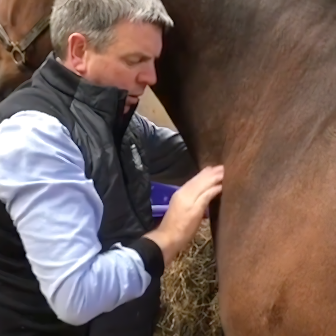 Trigger Point Therapy for Horses - NAT Certification Course (4 hrs)