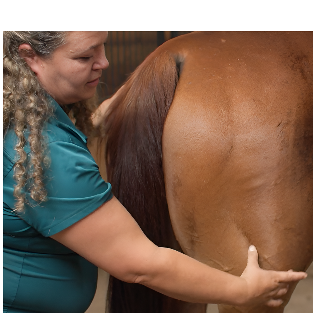 Equine Massage - Horse Massage and Stretching (5 hrs)