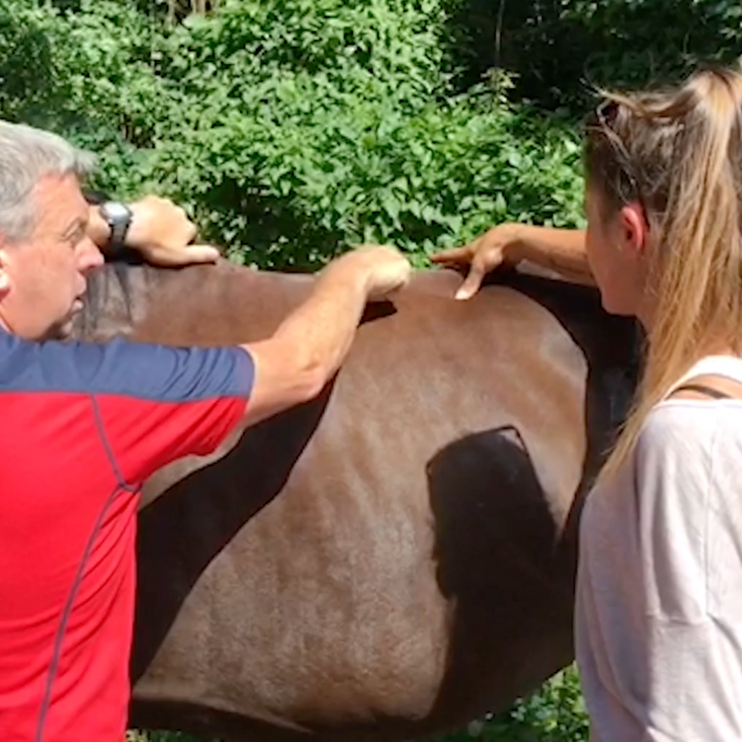 Trigger Point Therapy for Horses - NAT Certification Course (4 hrs)