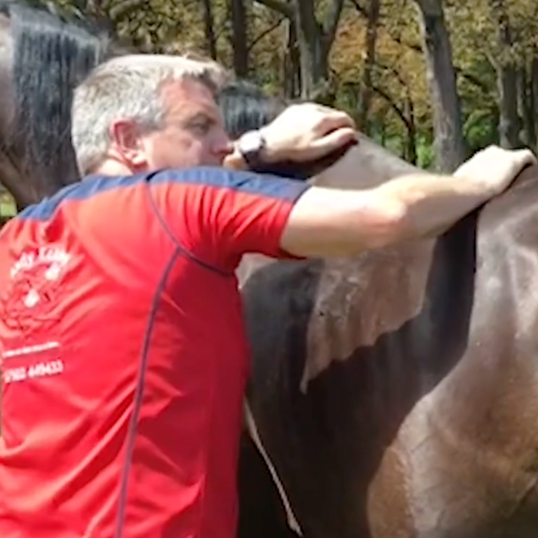 Trigger Point Therapy for Horses - NAT Certification Course (4 hrs)
