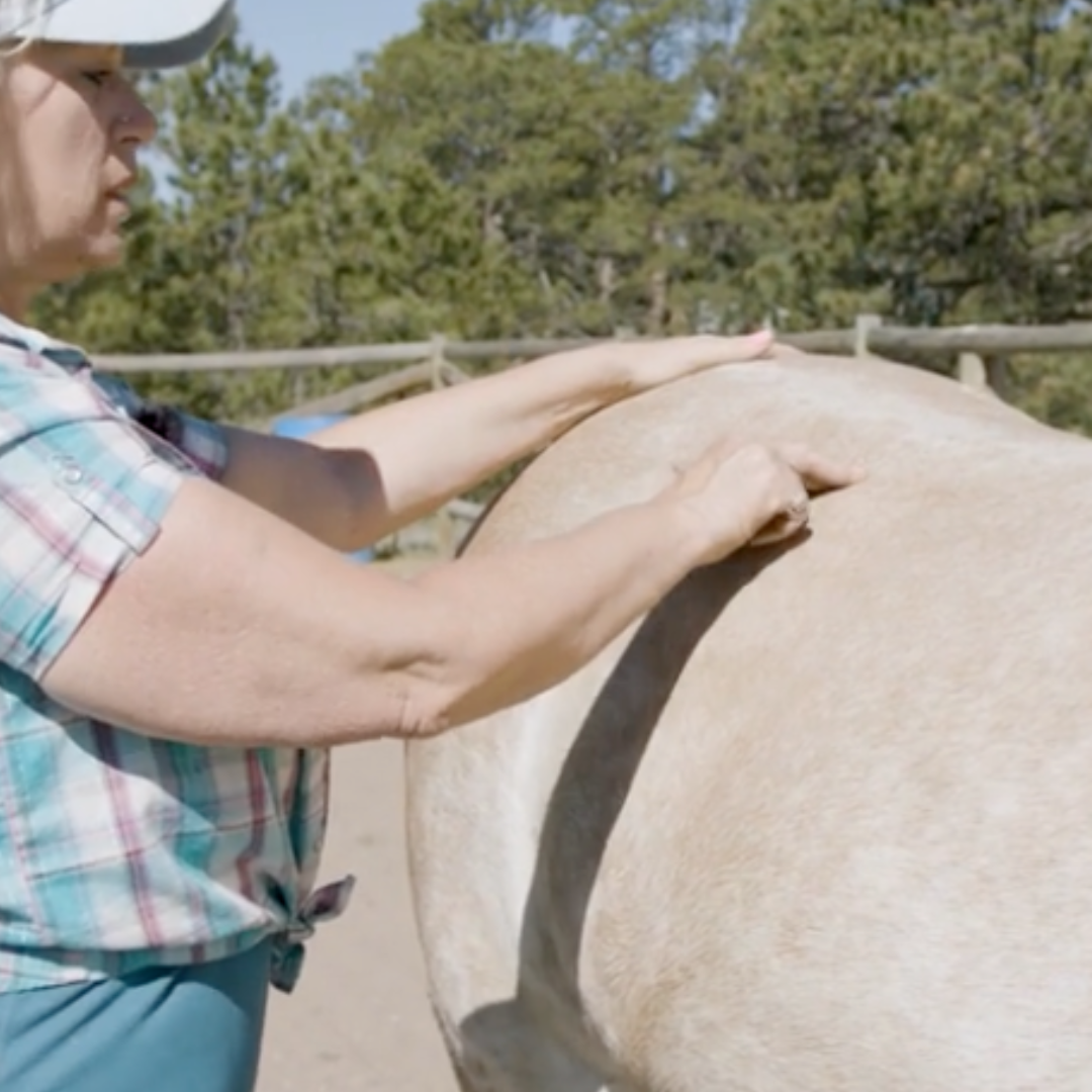 Fundamentals of Equine Acupressure - Level 1