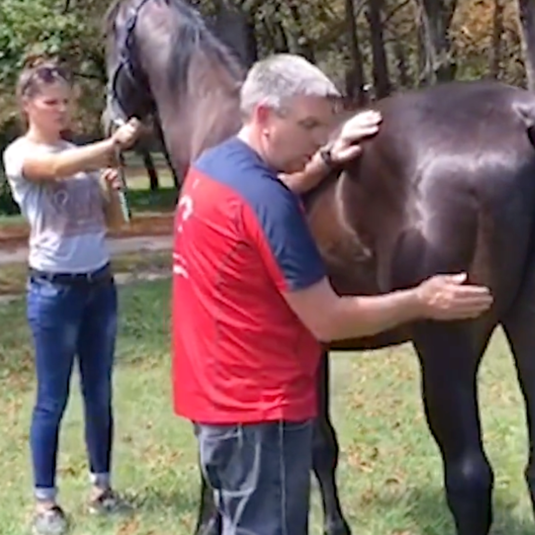 Trigger Point Therapy for Horses - NAT Certification Course (4 hrs)