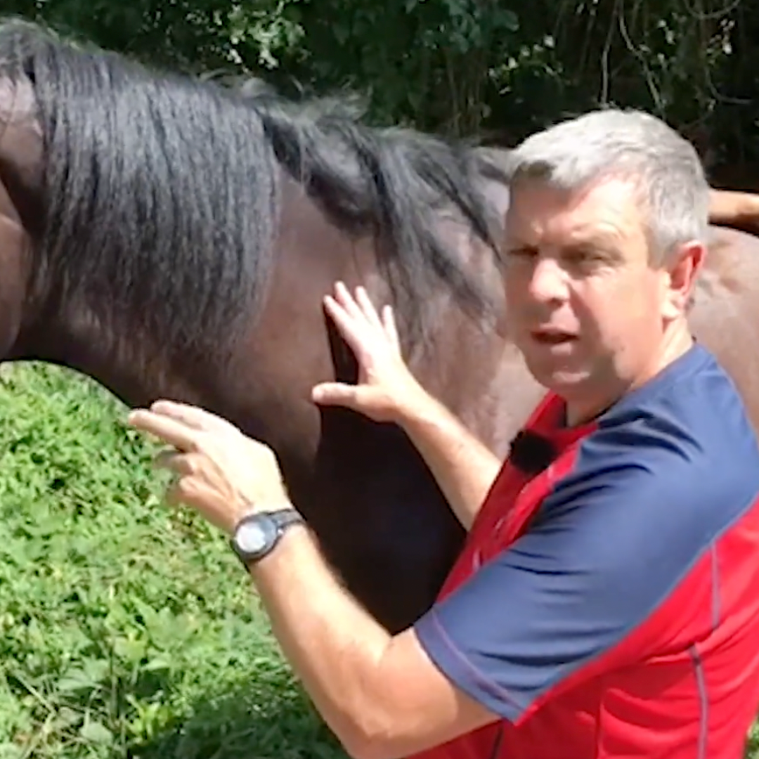 Trigger Point Therapy for Horses - NAT Certification Course (4 hrs)
