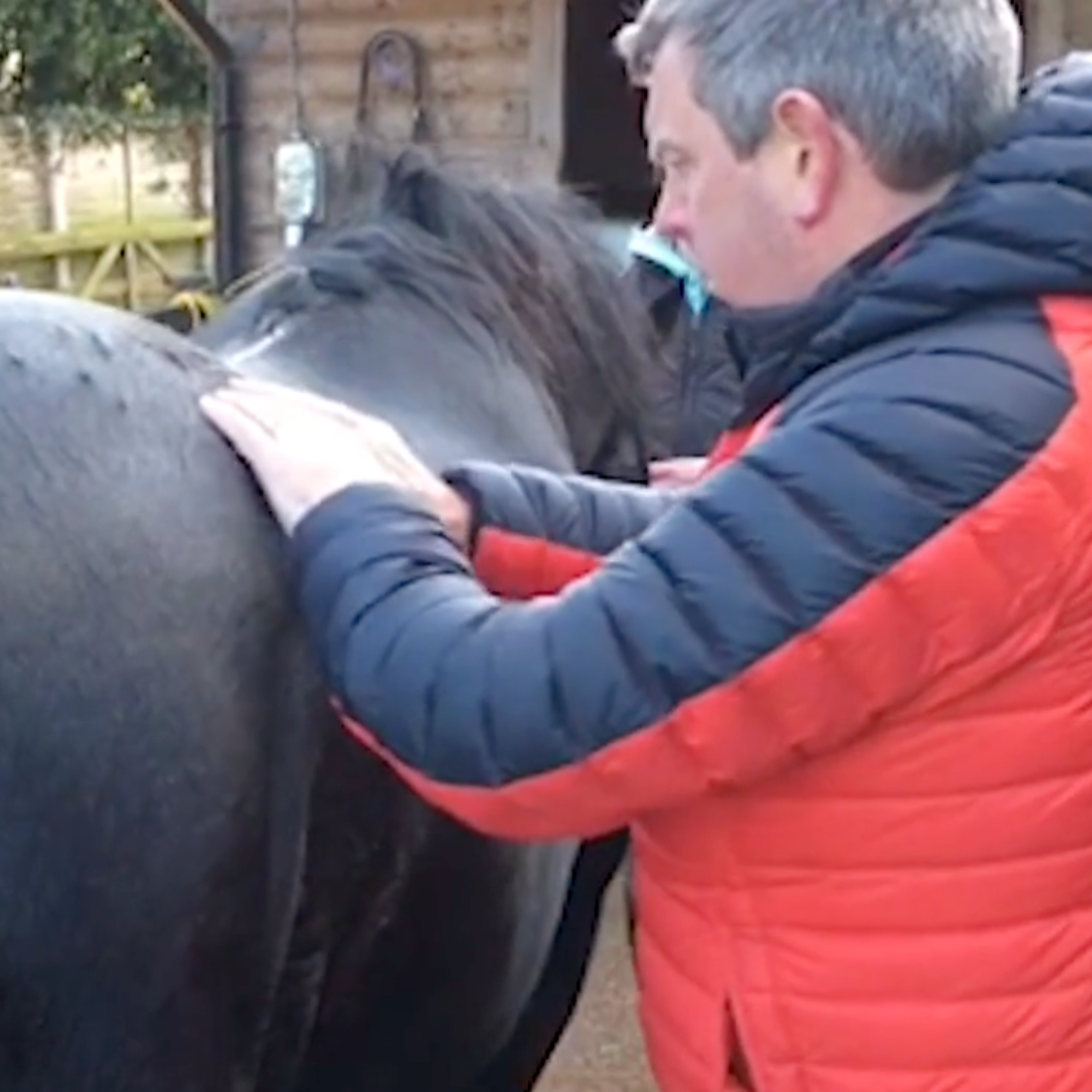 Trigger Point Therapy for Horses - NAT Certification Course (4 hrs)