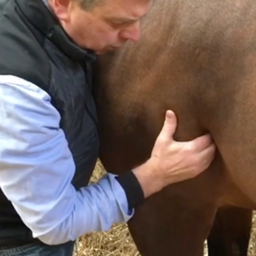 Trigger Point Therapy for Horses - NAT Certification Course (4 hrs)