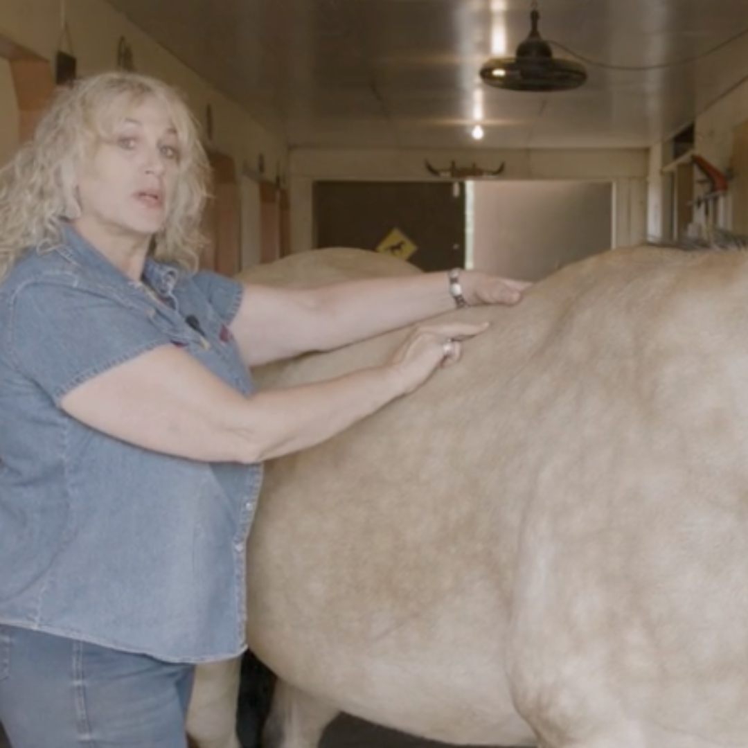 Fundamentals of Equine Acupressure - Level 1