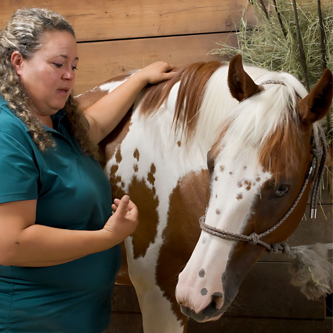 Horse Massage Course