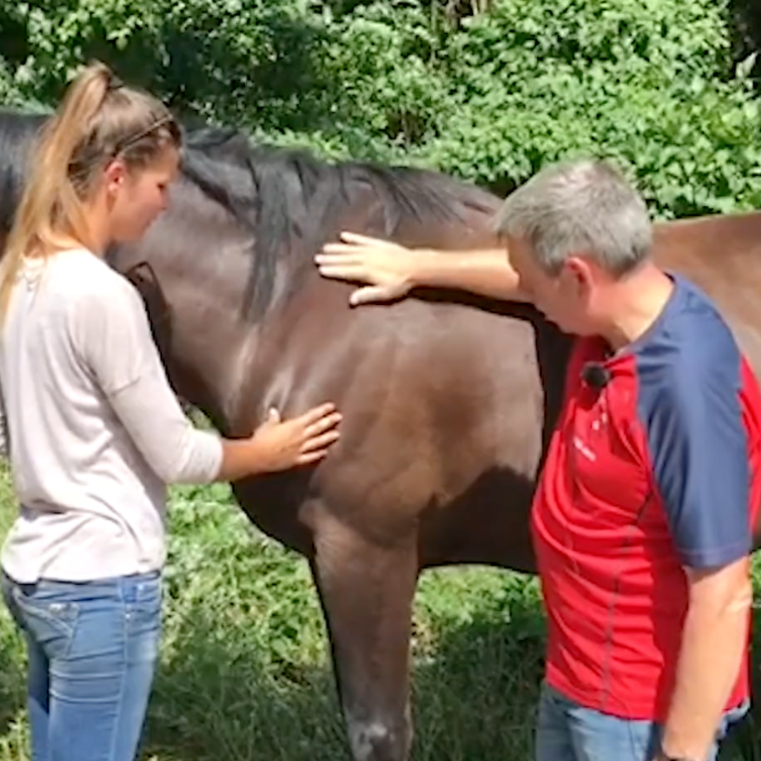 Trigger Point Therapy for Horses - NAT Certification Course (4 hrs)
