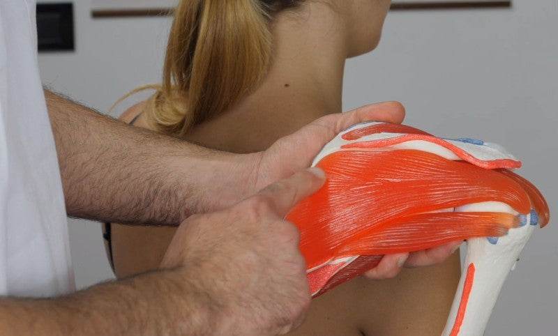 Myofascial Expert | 122 of the Most Effective Myofascial Techniques (6.5 hrs)