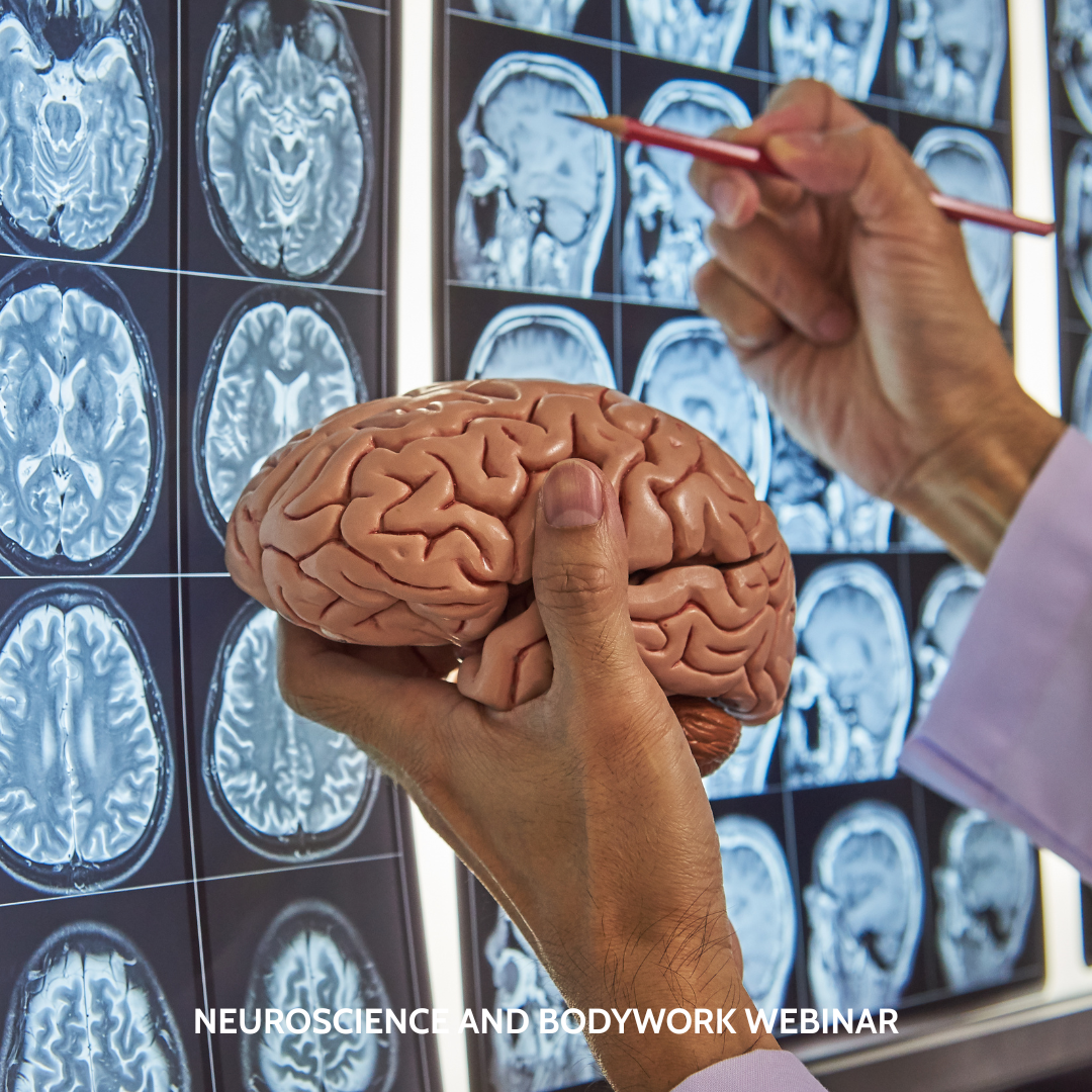 Beyond Muscles: Pain, Posture, and Bodywork through the Lens of Neuroscience