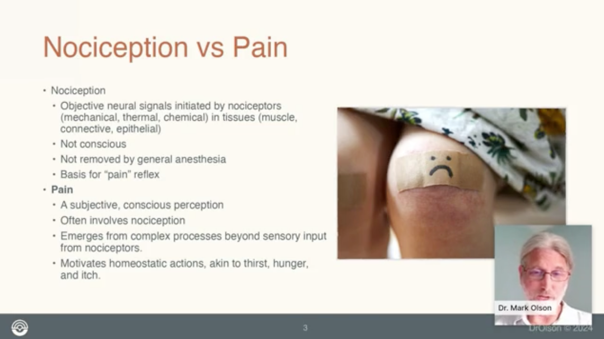 Beyond Muscles: Pain, Posture, and Bodywork through the Lens of Neuroscience