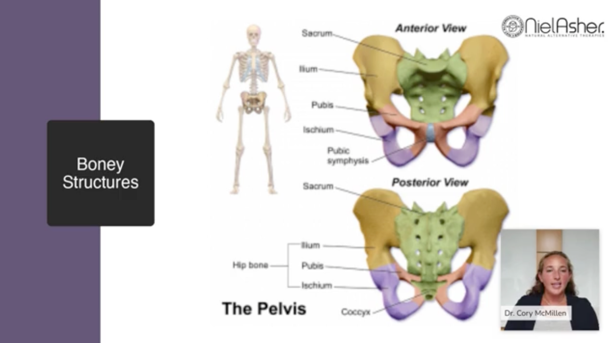 Pelvic Floor Anatomy, Dysfunction and Treatment: Live CE Webinars