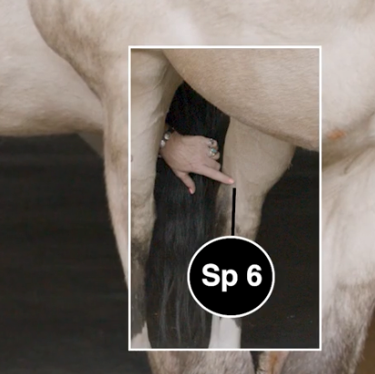 Fundamentals of Equine Acupressure (Bundle)