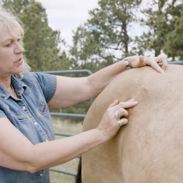 Fundamentals of Equine Acupressure (Bundle)