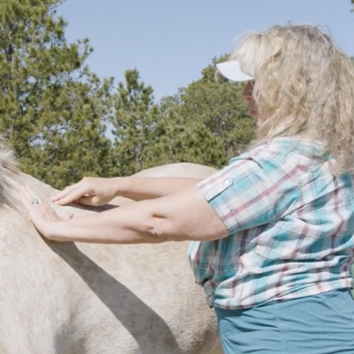Fundamentals of Equine Acupressure (Bundle)