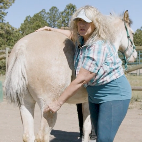 Fundamentals of Equine Acupressure (Bundle)