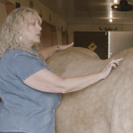 Fundamentals of Equine Acupressure (Bundle)