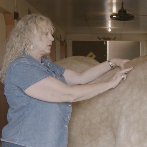 Fundamentals of Equine Acupressure (Bundle)