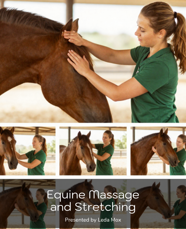 Equine Massage - Horse Massage and Stretching (5 hrs)