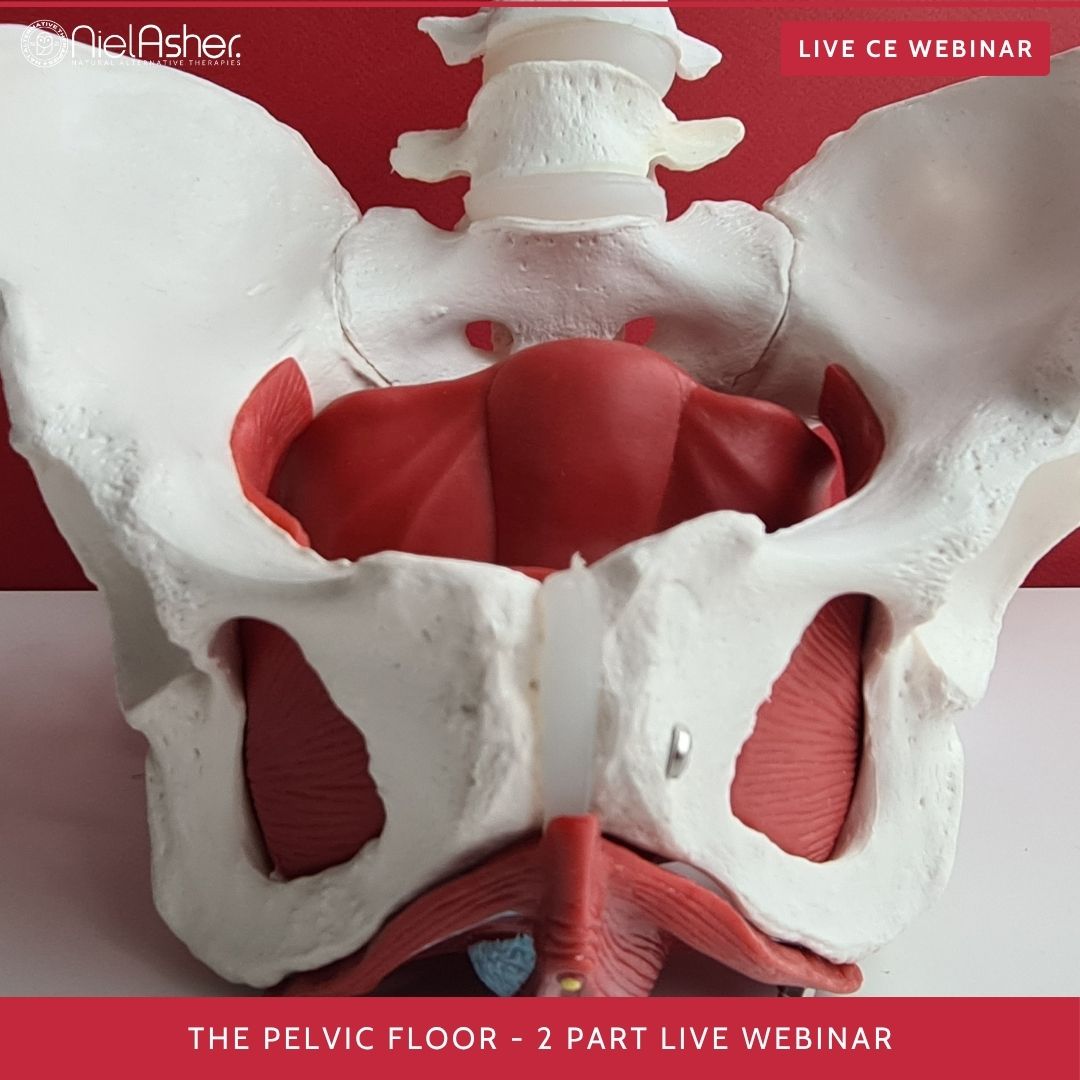 The Pelvic Floor and Its Connection to the Jaw