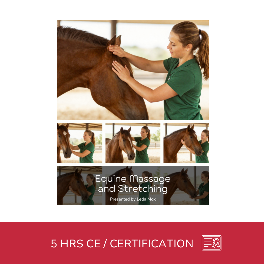 Equine Massage - Horse Massage and Stretching (5 hrs)
