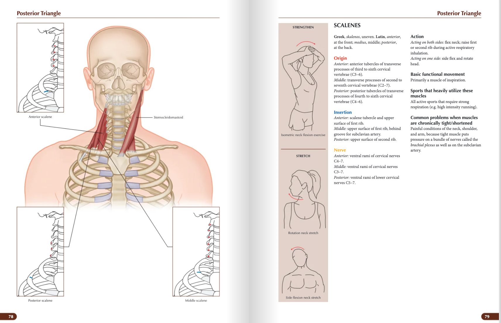 The Concise Book of Muscles