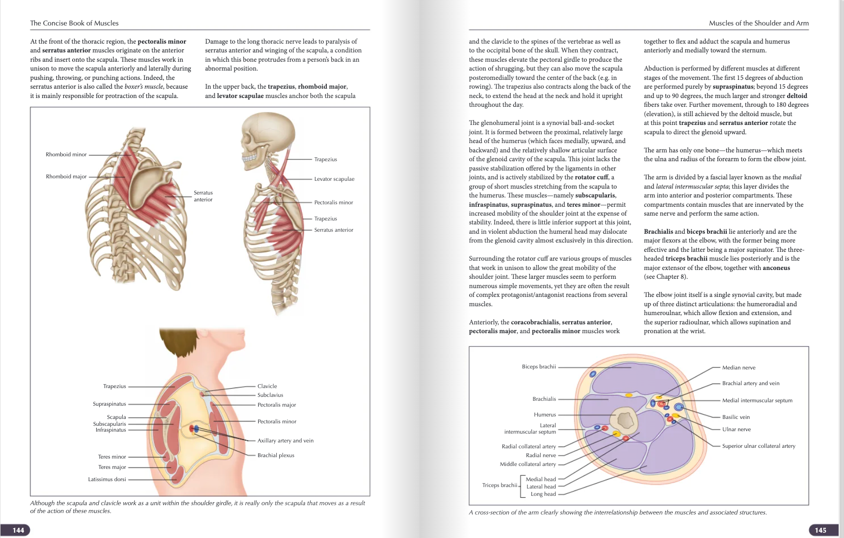 The Concise Book of Muscles