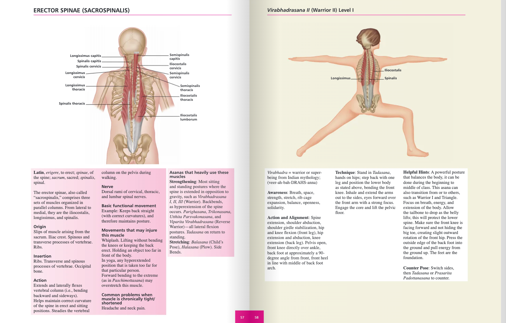The Concise Book of Yoga Anatomy