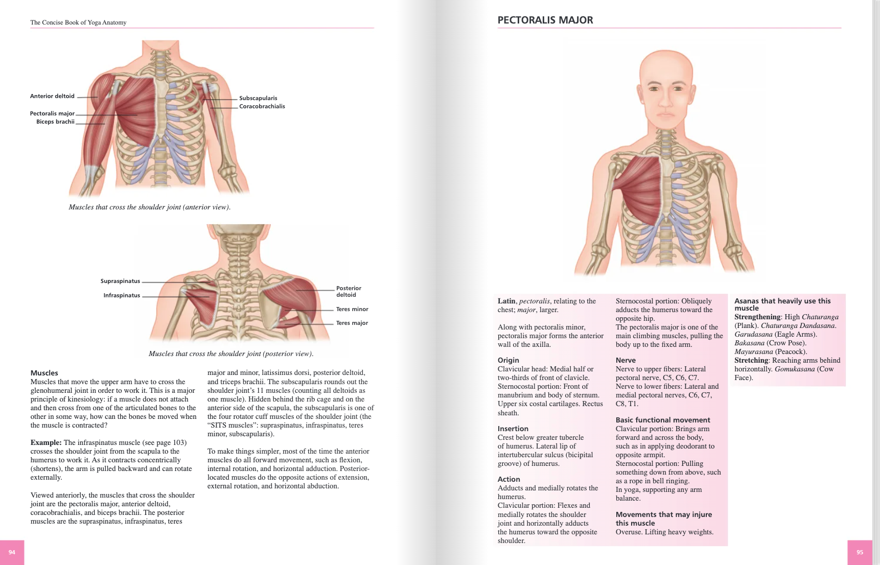 The Concise Book of Yoga Anatomy