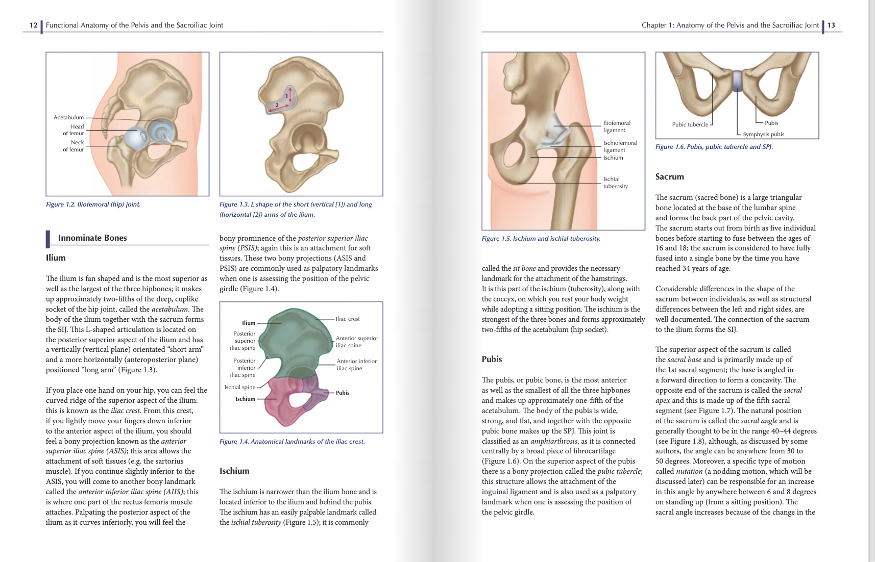 Functional Anatomy of the Pelvis and the Sacroiliac Joint