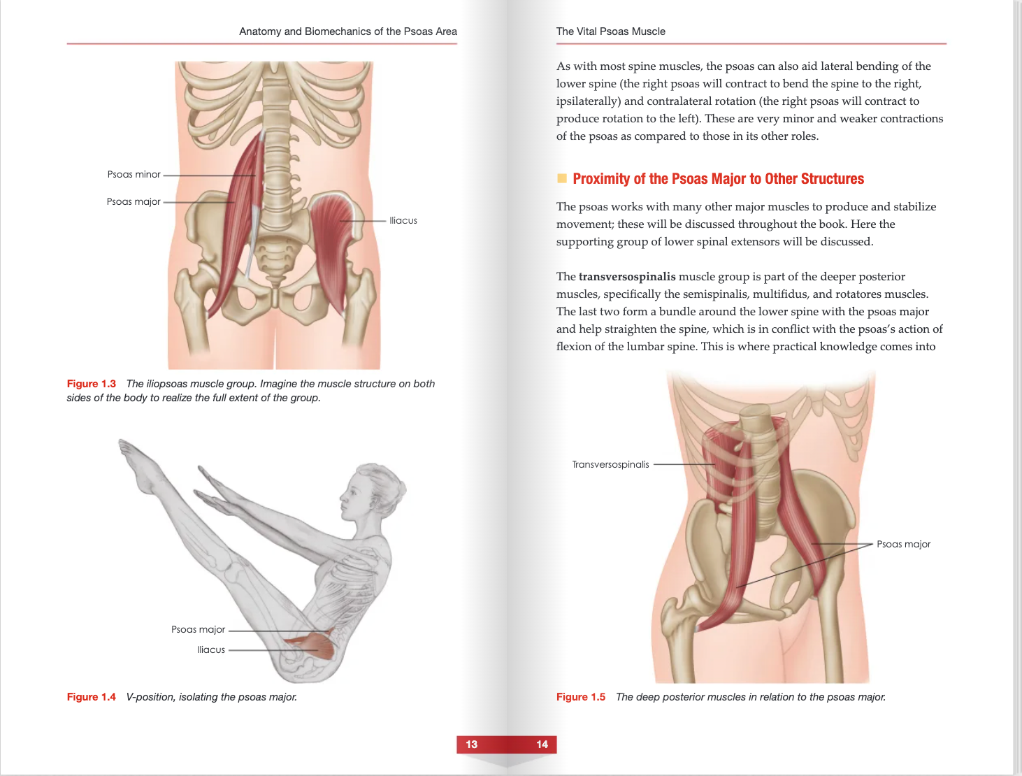 The Vital Psoas Muscle