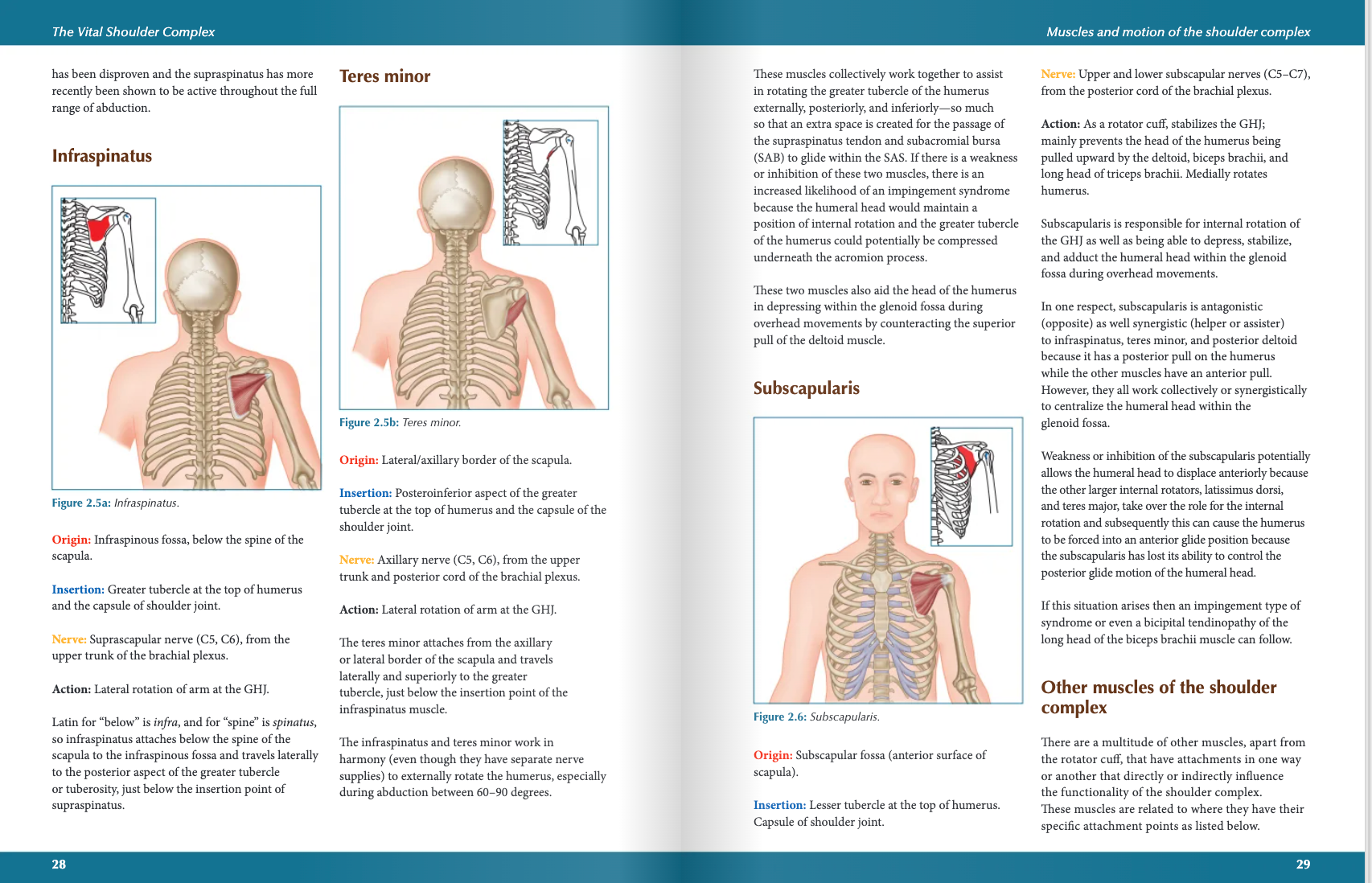 The Vital Shoulder Complex