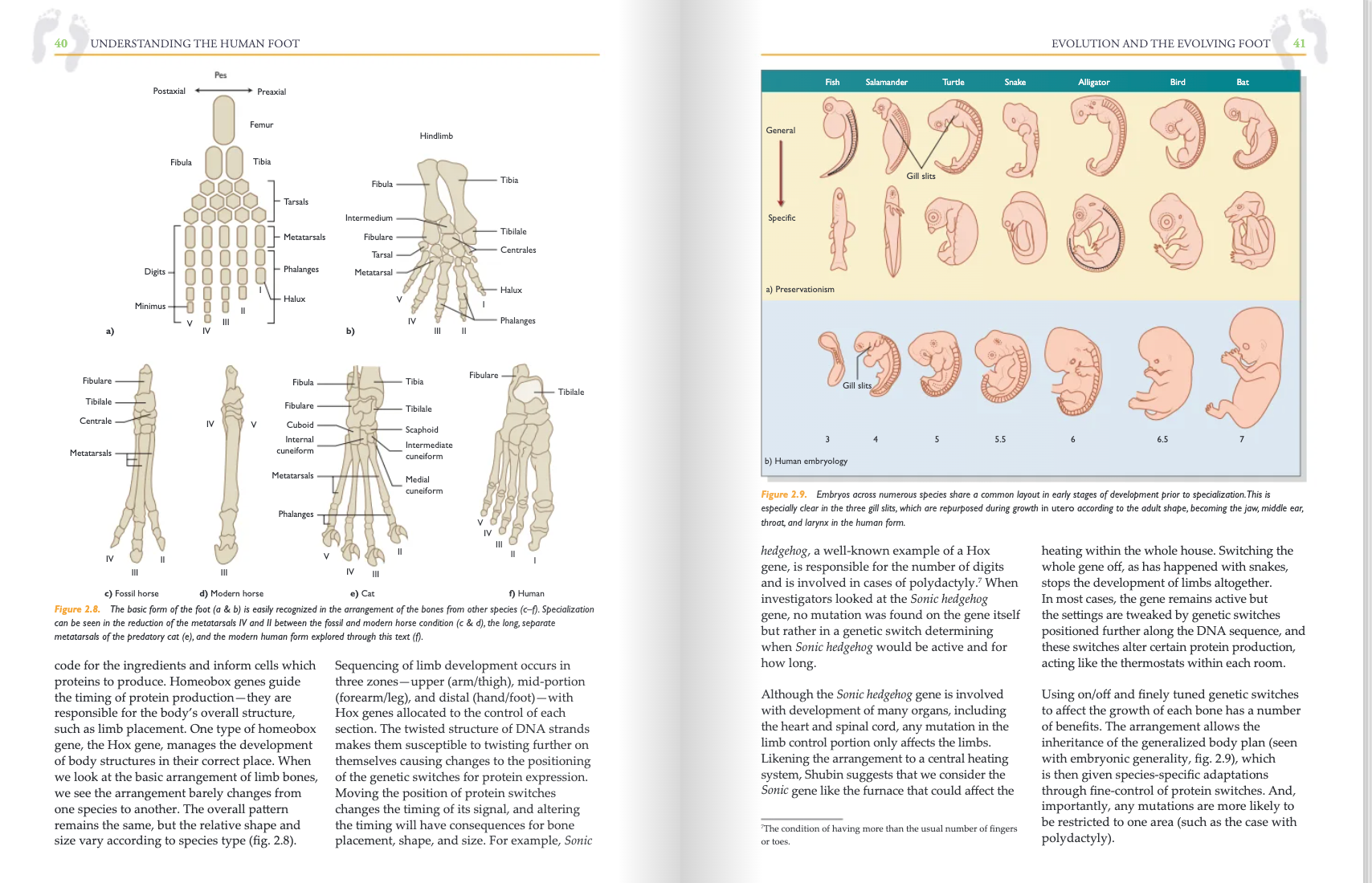 Understanding the Human Foot